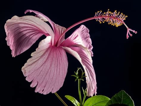 Pink Hibiscus Flower · Free Stock Photo