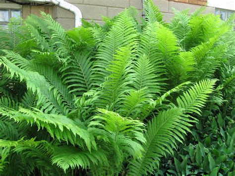However, they are adaptable to lesser conditions as long as regular water is provided. A. J. Rahn Greenhouses: Ostrich Ferns