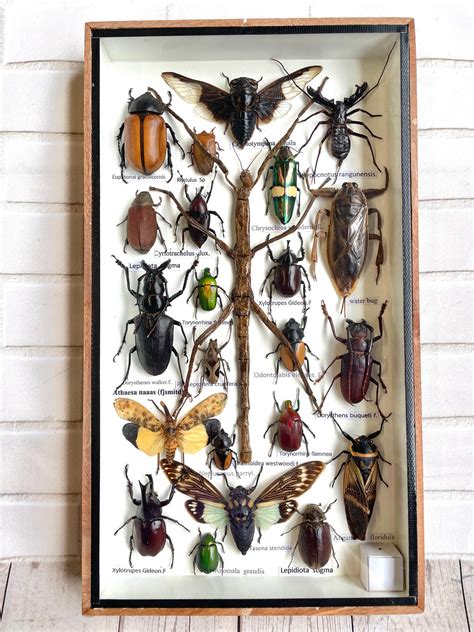 Insect Display Box Frame Display Case Bug Insect 8 Etsy