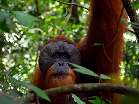 Sumatran Orangutans Sumatran Orangutan Treks By Sumatra Ecotravel