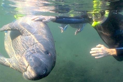 Swim With Manatees Crystal River Tour From Orlando From 179
