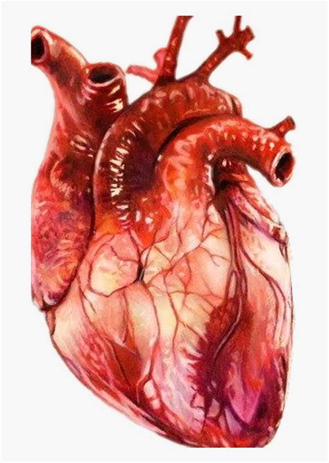 Discover More Than 72 Human Heart Images Drawing Latest Nhadathoanghavn