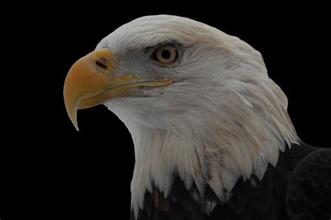 Filebald Eagle Face On Black West Virginia Forestwander