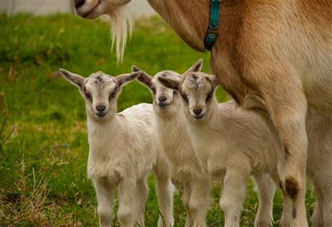 Miniature Goat Breeds Simple Living Country Gal