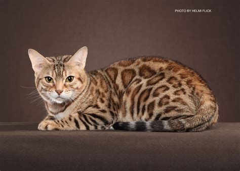 And we're going to tell you. Bengal Kittens for Sale in Georgia | Breeder Brown, Silver ...