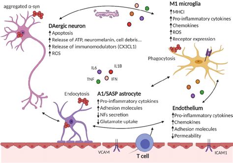 Neuroinflammation Results From The Crosstalk Between Different Cell