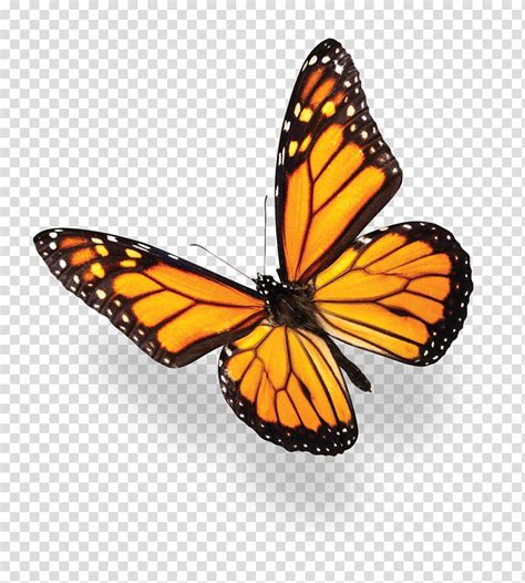 Maybe you would like to learn more about one of these? Monarch butterfly , Monarch butterfly Blue Purple ...