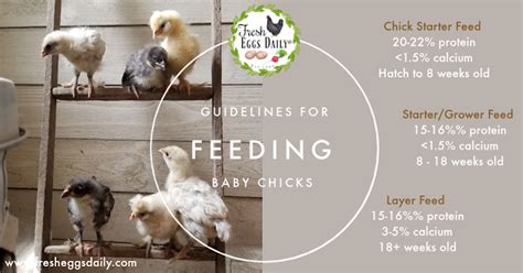 Guidelines For Feeding Baby Chicks Fresh Eggs Daily