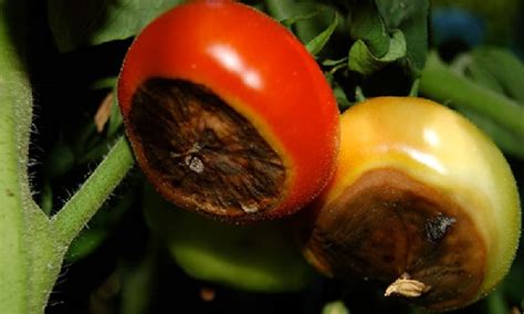 Cara Pengendalian Hama Dan Penyakit Pada Tanaman Tomat