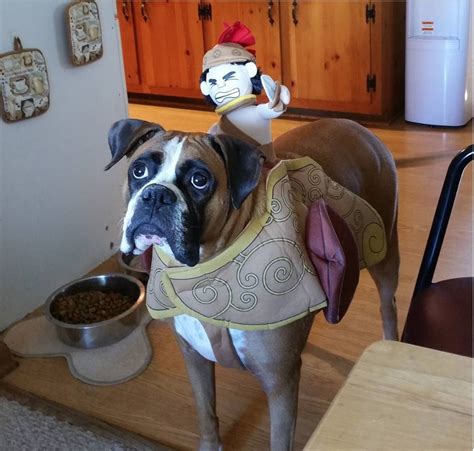17 Best Halloween Costumes For Boxer Dogs Page 5 Of 5