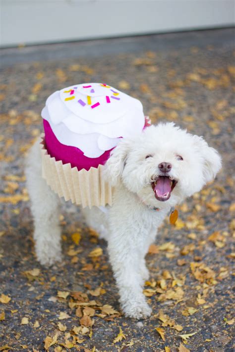 7 Funny And Cute Diy Halloween Dog Costumes Styleoholic