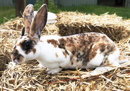 Learn animal names for kids, toddlers and preschoolers. Rabbits - Mobile Animal Farm Sydney - Petting Zoo Hire ...