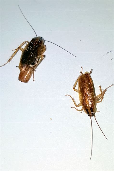Types Of Roaches Roach Cockroach Insect