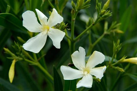 Oleander How To Care For Plant Grow And Prune Oleanders Bbc