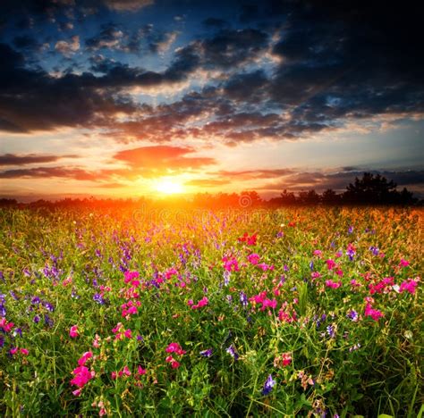 Meadow On Sunset Background Stock Photo Image Of Over Farm 148953174