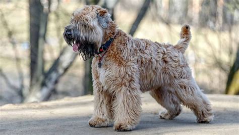 Maybe you would like to learn more about one of these? Soft-Coated Wheaten Terrier Puppies for Sale | Greenfield Puppies