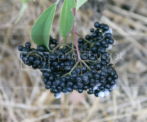 Identifying Wild Berries Pictures Images And Photos Photobucket