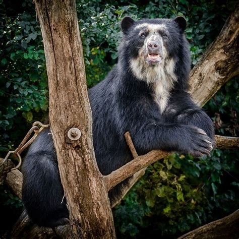Spectacled Bear By Enver Photography On 500px Spectacled Bear Bear