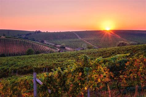 Sunset Over An Autumn Vineyard Hill Agricultural Sunny Background Of