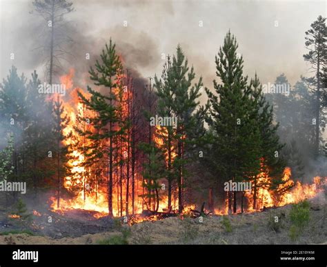 Forest Fire Fire And Smoke In The Forest Wildfires Stock Photo Alamy