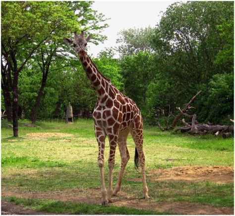 On Deviantart Giraffe
