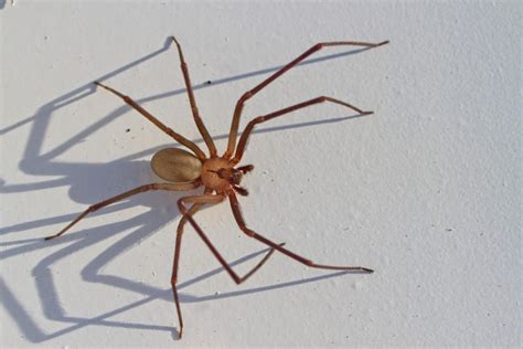 Brown Recluse Spider Bites—everything You Need To Know