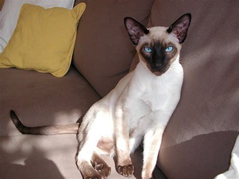Siamese Cat Information The Good Bad And The Ugly 2016 Siamese Cats