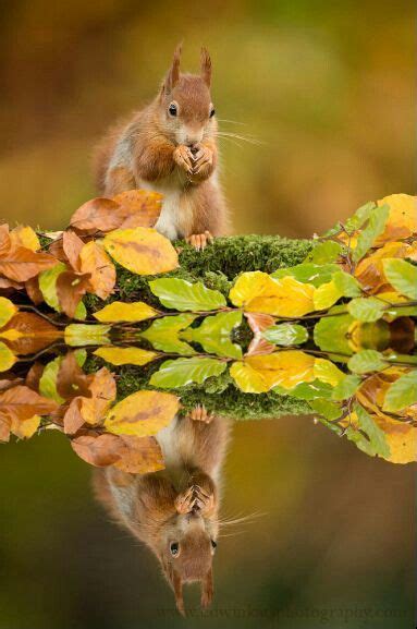 Beautiful Autumn Squirrel Nature Tour Cute Animals Squirrel Funny