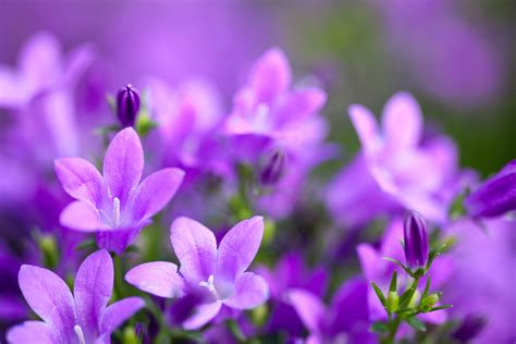 How To Grow Campanula From Seed Uk