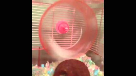 Funny Vine Hamster Exercise Wheel Fail Youtube