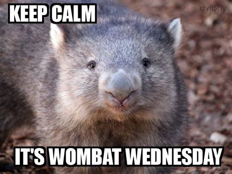 Wombat Meme