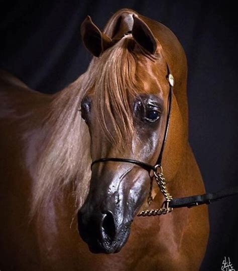 Beautiful Arabian Horse Face 1000 Ideas About Arabian Horses On