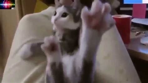 Top Funny Cats Compilation Youtube