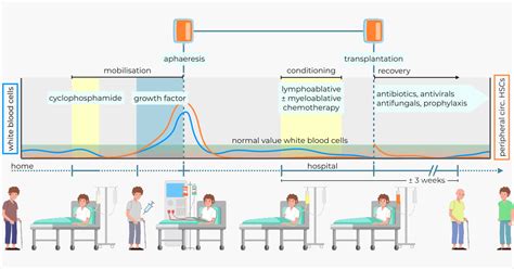 Hematopoietic Stem Cell Transplantation For Ms Stichting Ms In Beeld