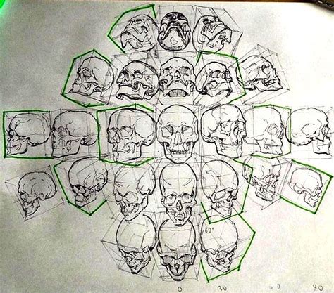 Skull Drawings From Every Angle Anatomy Art Skull Drawing Skull Anatomy