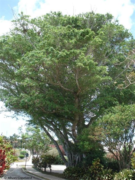 Maybe you would like to learn more about one of these? Indian Laurel — The Department of Environment and Natural ...