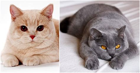 A Fun Collection Of Facts About British Shorthair Cats