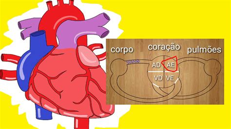 A Circulação Pulmonar Compreende As Seguintes Estruturas Do Coração