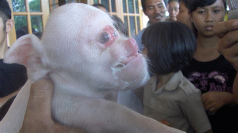 Pig Born With Human Face Images And Photos Finder