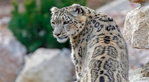 Leopardo De Las Nieves Reaparece Después De Varios Años Invdes