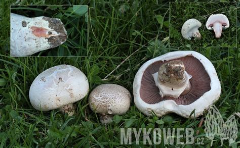 Agaricus Bernardii Pečárka Bernardova Mykoweb