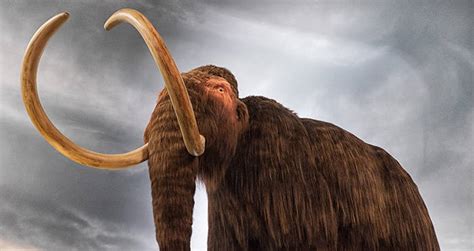 Russian Lab Seeks Funds To Bring Back Woolly Mammoths