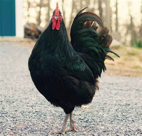 10 Rooster Breeds that do not mind Children