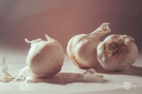 Garlic Photography Ham Eye Am