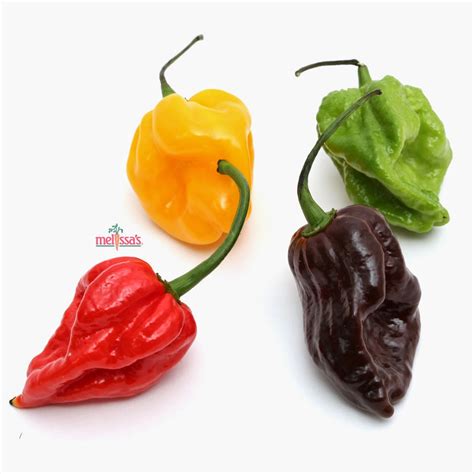I bought two boxes of chocolate scorpion peppers from bakers peppers. Bhut Jolokia vs. Scorpion Peppers | Super Hot Pepper ...