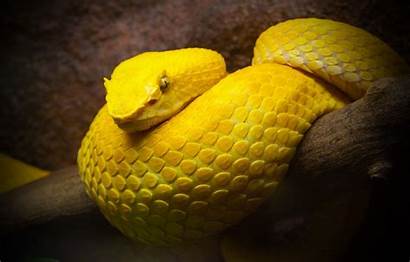 Animals Snake Yellow Wallpapers Rattlesnake Explain Why