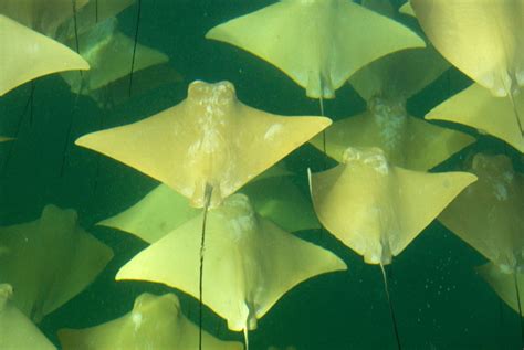The Great Ocean Migration Thousands Of Majestic Stingrays Swim To