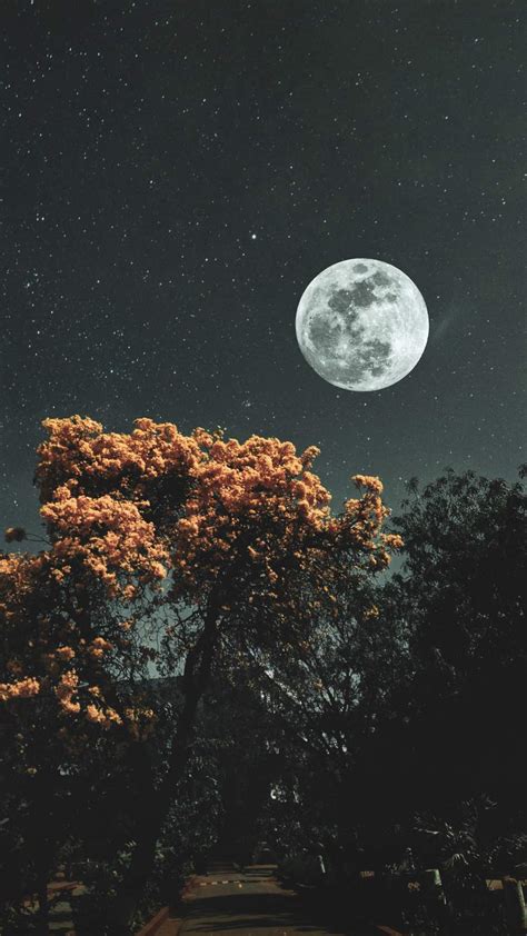 Moon Stars And Trees Iphone Wallpaper Iphone Wallpapers