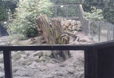 One Of The Two Meerkat Enclosures Zoochat