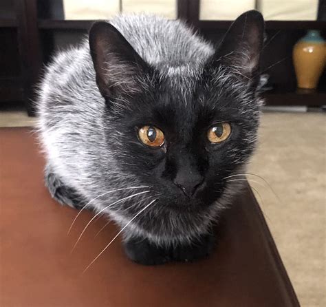 Viti Kitty Maxx Has Vitiligo Black To White In Style Cats